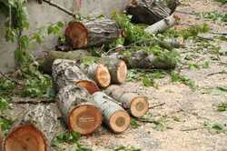У Дніпрі ухвалили рішення видалити деякі дерева: де саме